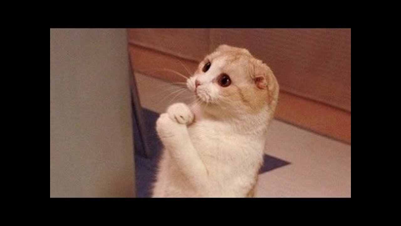 Cats are so funny you will die laughing - Funny cat compilation#09