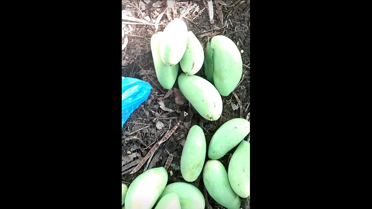 Raw Mango in Mountain of Tuburan Cebu