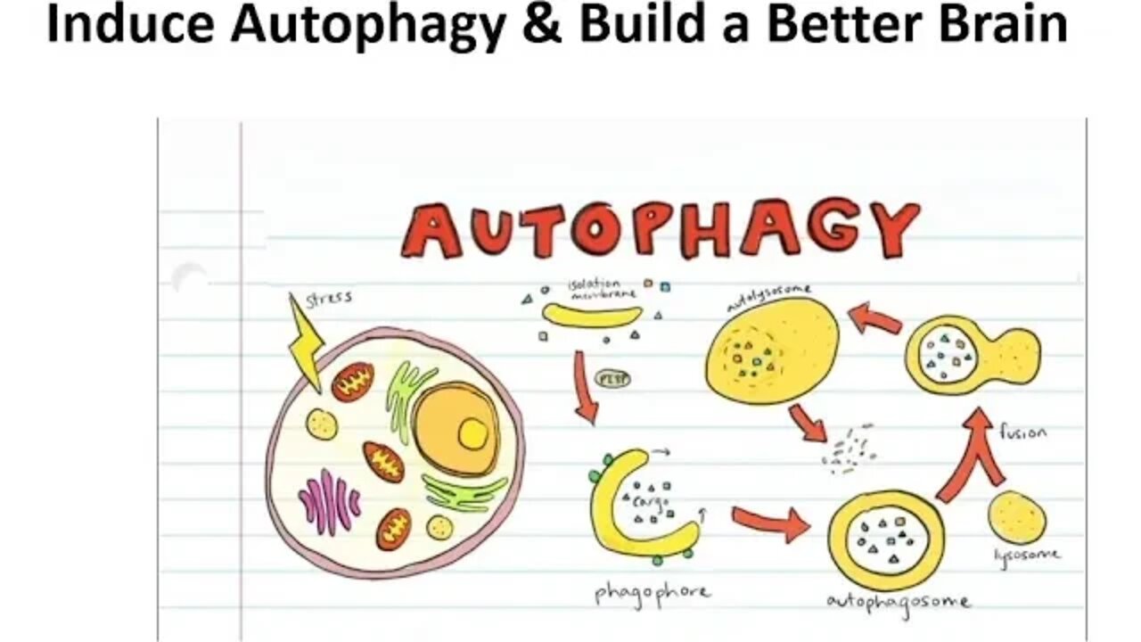 How to Induce Autophagy & Build a Better Brain