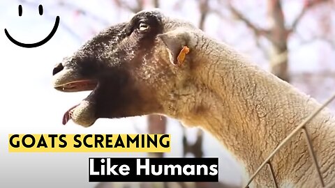 Funny Goats screaming like humans AS