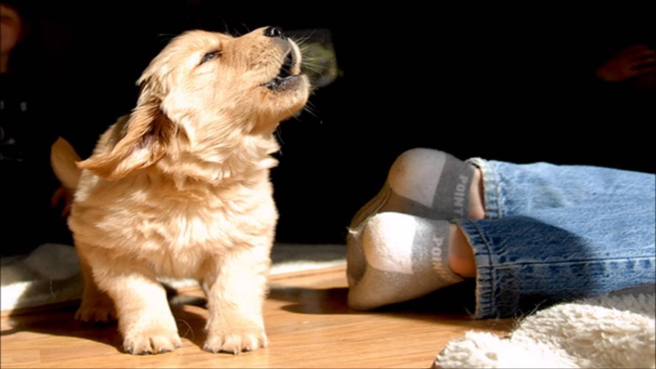 Top 10 Funny Dog Barking