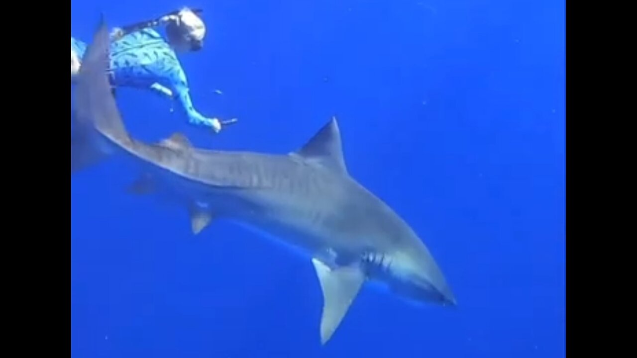 Fishing Line Removal in one Shark