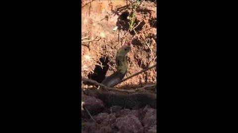 Hunting India Cobra in Cambodia