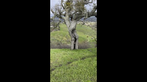 Interesting Oak