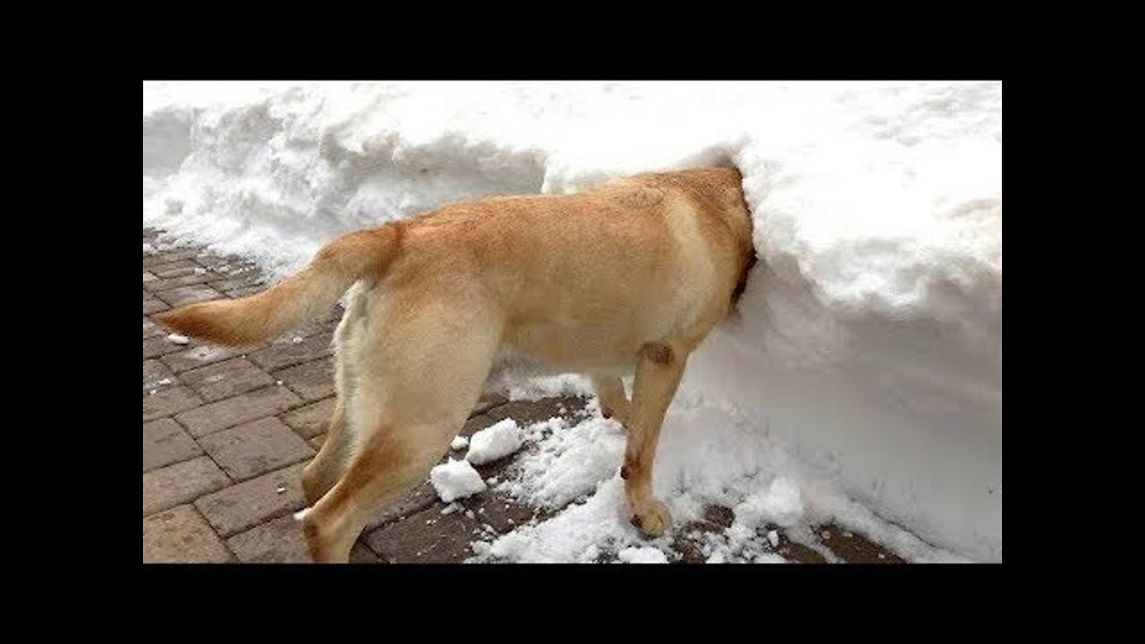 Ne peut pas arrêter de rire à Funny chiens neige échoue Compilation