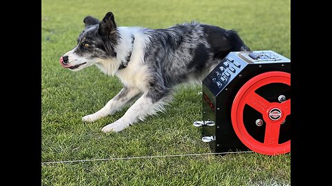 Dogs Having Fun With A Lure Machine! 🐶