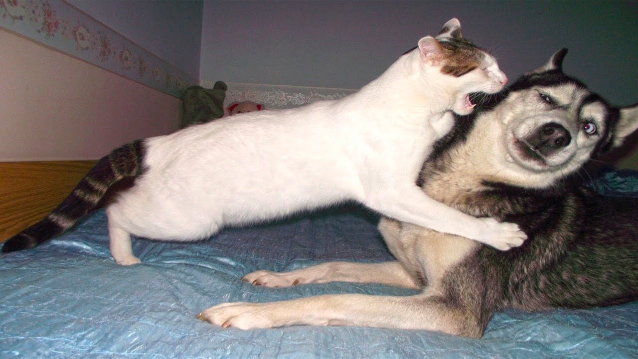 Try not to laugh 🤣 Funniest dogs and cats videos in the world 😹🐶 Part 2