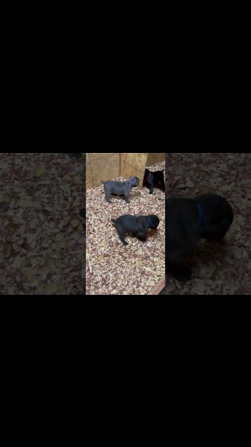 4 Week old CaneCorso Puppies