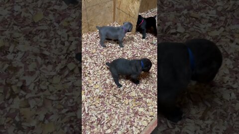 4 Week old CaneCorso Puppies