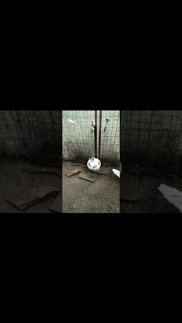 Another duck in a bucket 29 August 2022