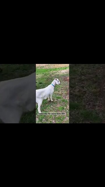 Freezer Camp Tryouts #shorts