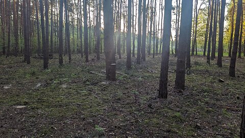 Nielegalne wycinki to plaga! Reagujmy - oto pomocne informacje dot. lasow prywatnych