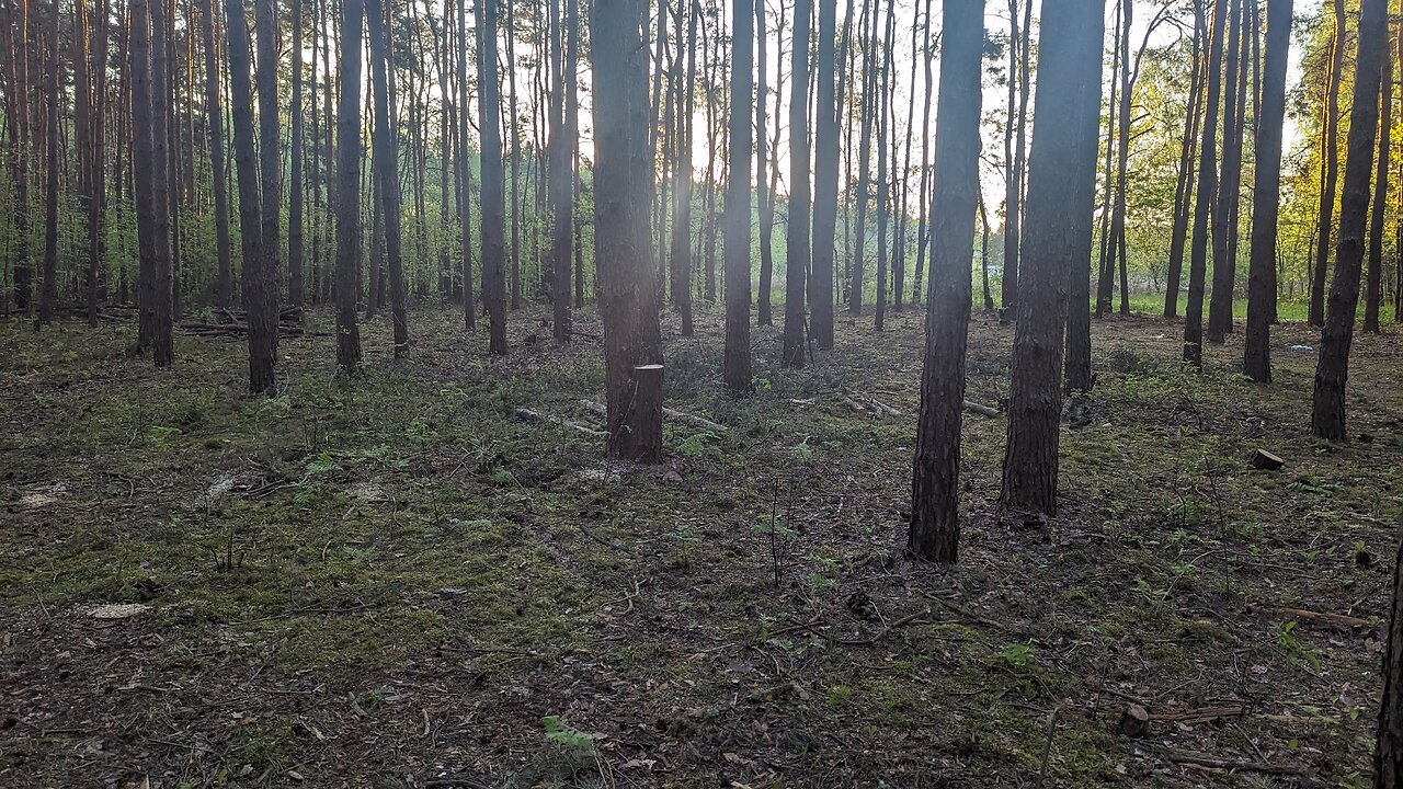 Nielegalne wycinki to plaga! Reagujmy - oto pomocne informacje dot. lasow prywatnych