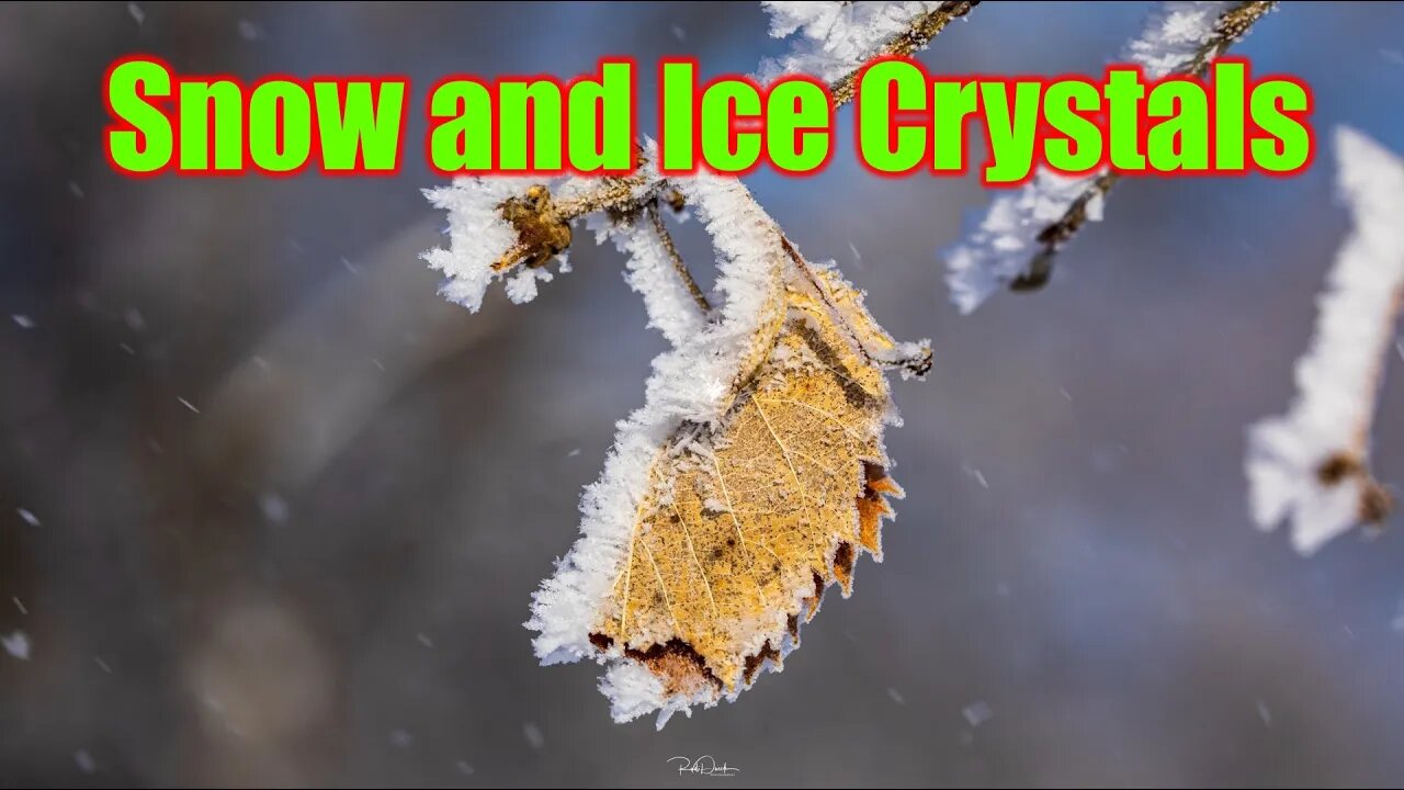 Trees are Covered in Ice and Snow and Ice Crystals