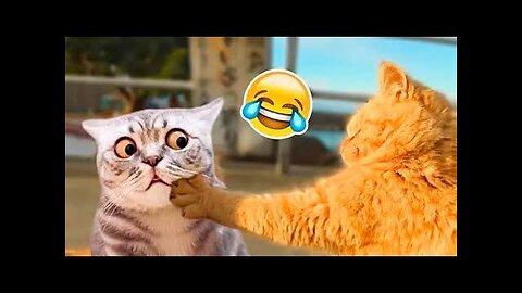 Funniest Cats And Dogs Videos Animal Videos 2024 😻