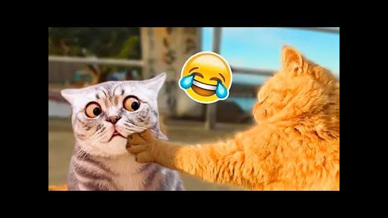 Funniest Cats And Dogs Videos Animal Videos 2024 😻