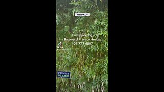 Fast Growing Privacy Plants 407-777-4807