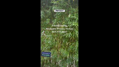 Fast Growing Privacy Plants 407-777-4807