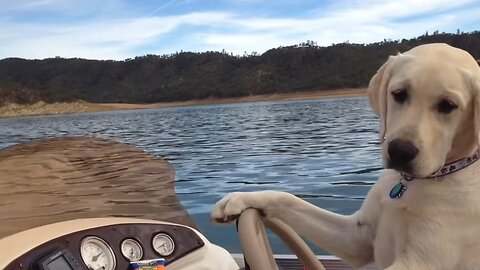 Golden Lab enjoys boating on weekends