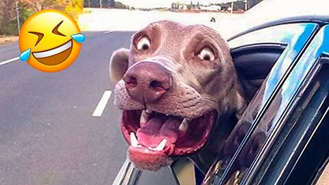 Funniest Dogs videos😂 -Best Funny Animal videos 2023 😜👌 #8