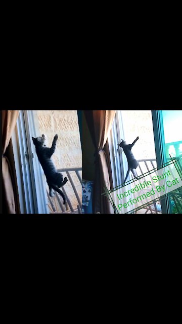 Fearless Cat Performing Incredible Stunt While Walking Over the Glass Door