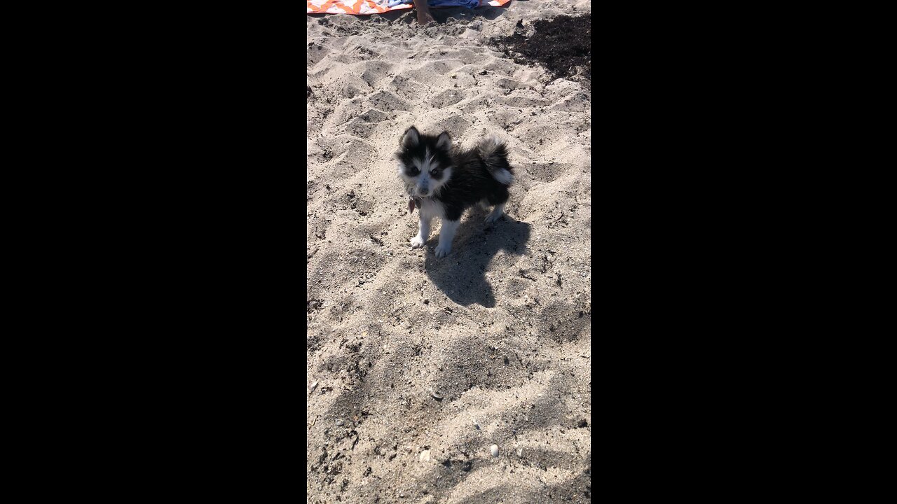 Pomsky First Day At The Beach.