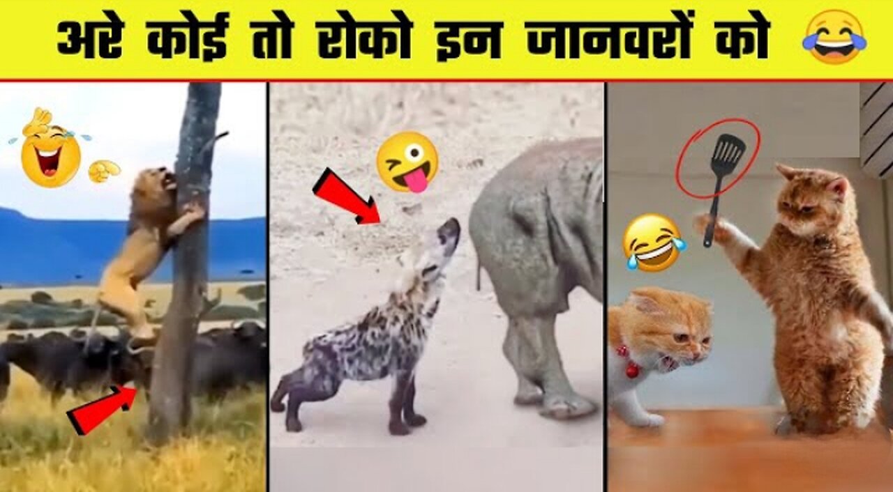 New Funniest Cats 😹And Dogs🐶 Videos 😁 Best Of The 2023 Funny Animal Videos