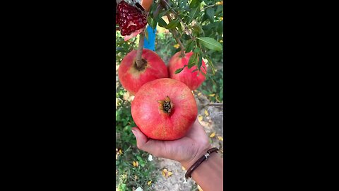 amazing fruits cutting pomegranate 🤤🍑🍒🥝🍈🥬 #viral #tiktok