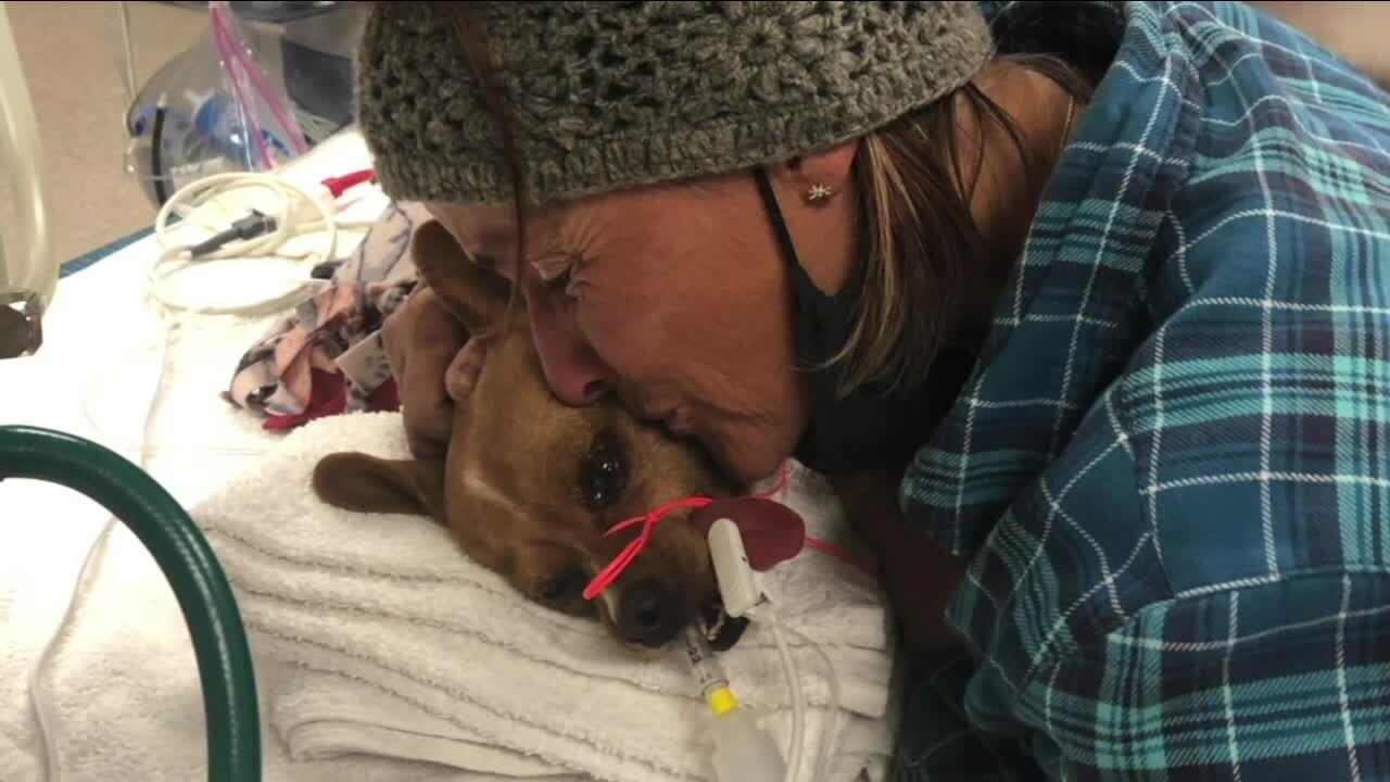 Woman shares story after dog dies due to veterinarian negligence