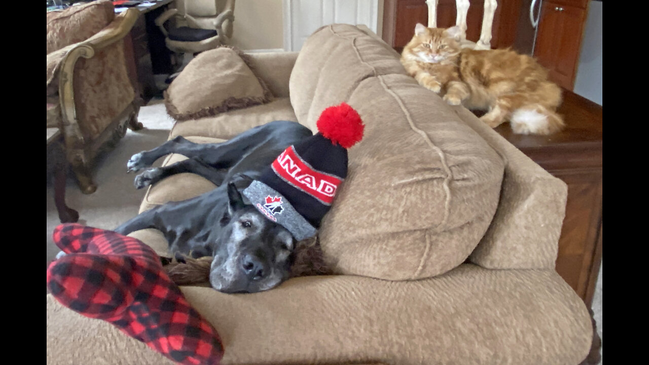 Great Danes & Cat Enjoy Happy Canada Day Hat Toque Fun