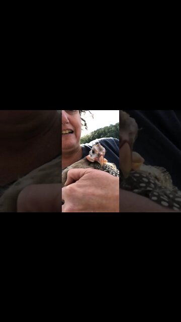 Disabled guinea fowl keet joins our home