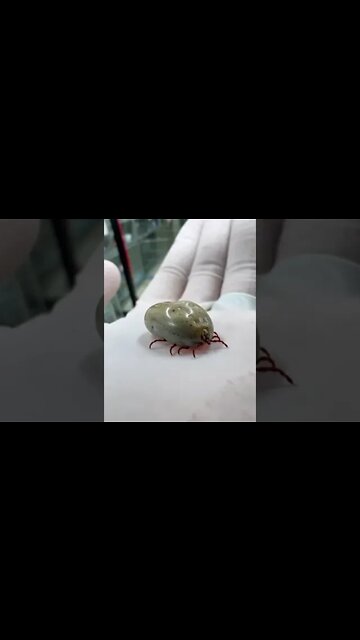 The dog tick prevention: isn't she beautiful?