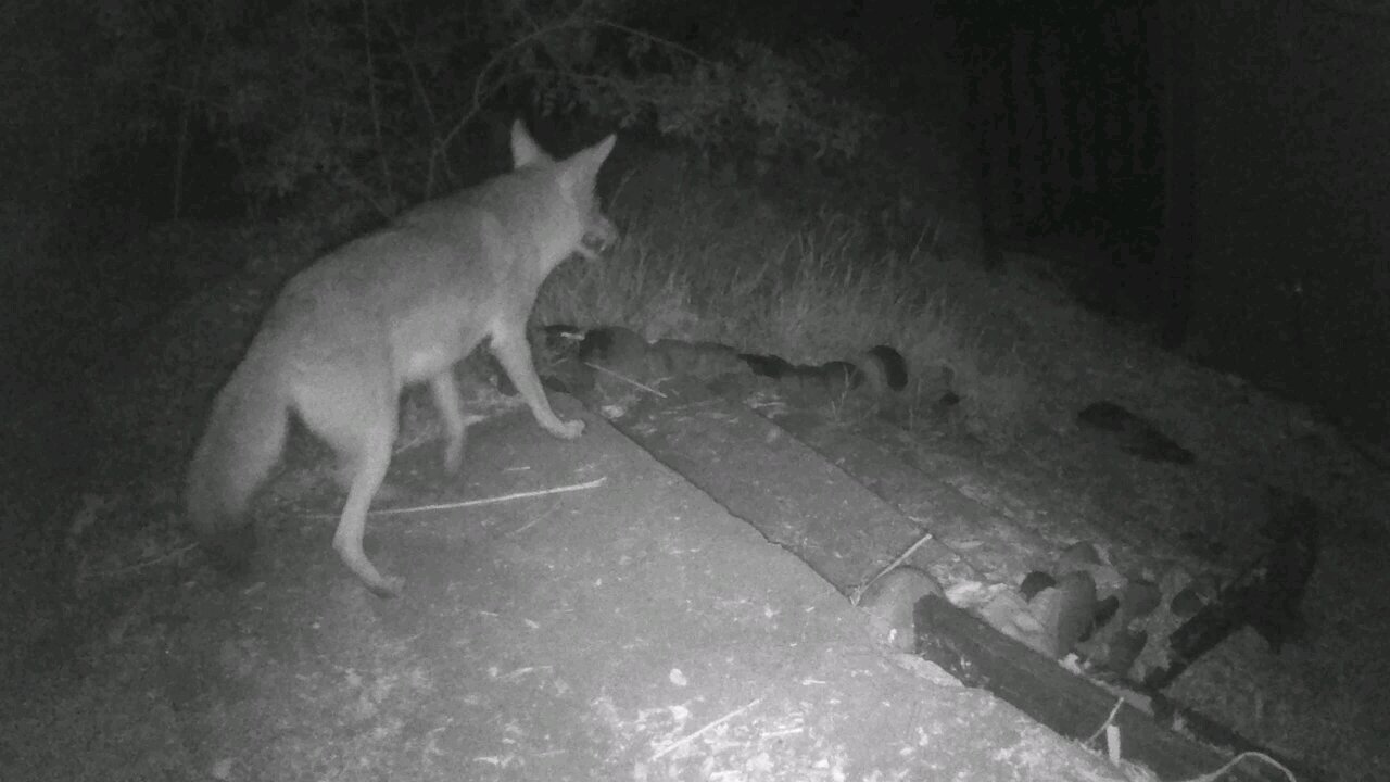 Coyote Intruder Alert