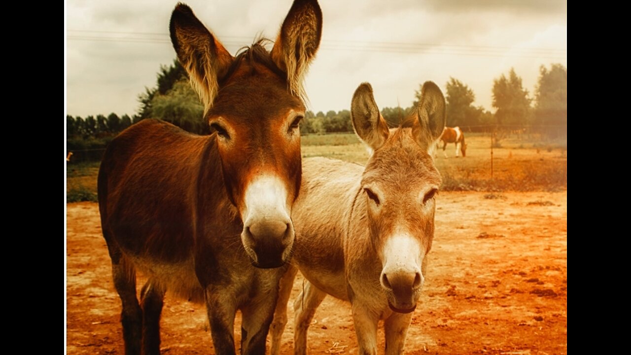 Jesus Rode in on TWO DONKEYS- WHY?