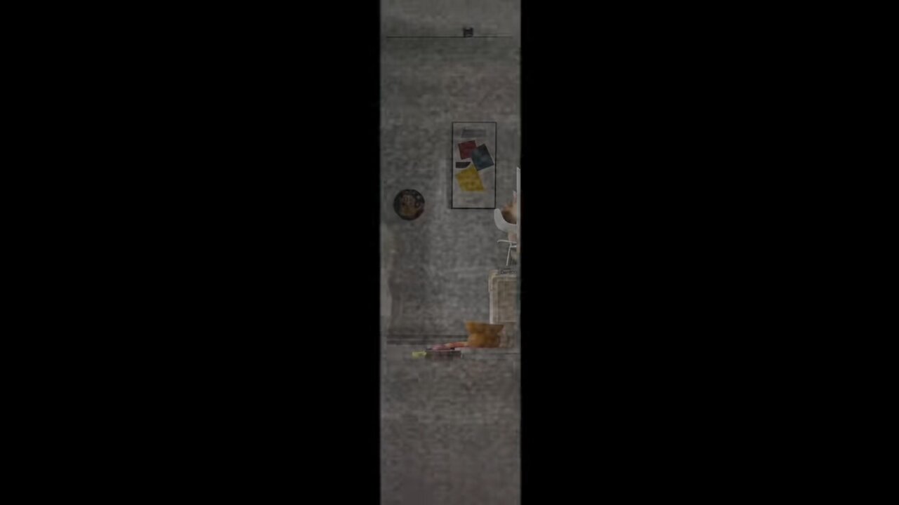 Cute cat video