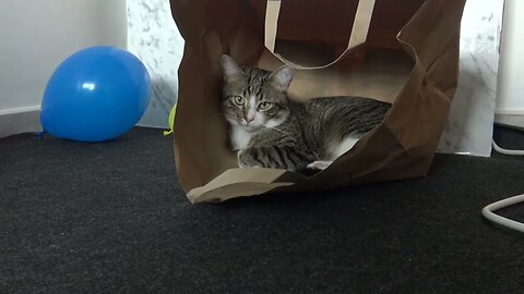 Cat Found a Cool Place to Hide
