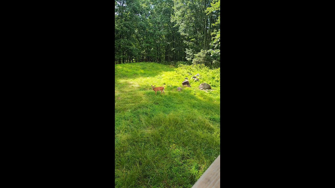 My back yard 3