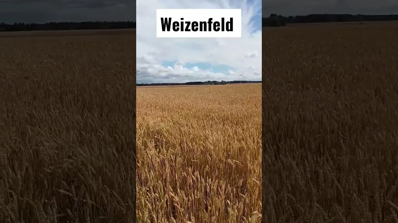 #Weizen #shorts