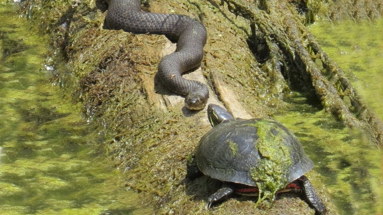 Turtle Shows The Snake Who's The Boss