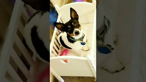 Rat Terrier Melanie Martinez song