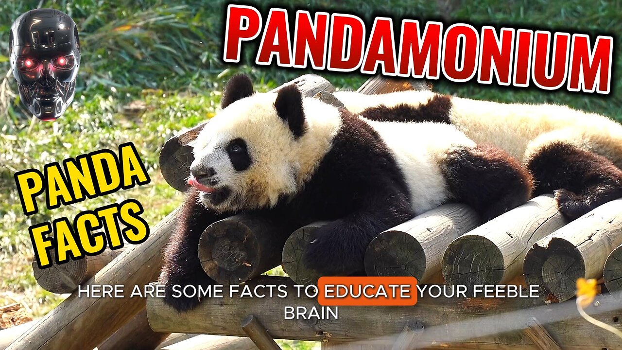 Superior AI teaches you about… Panda Pandemonium