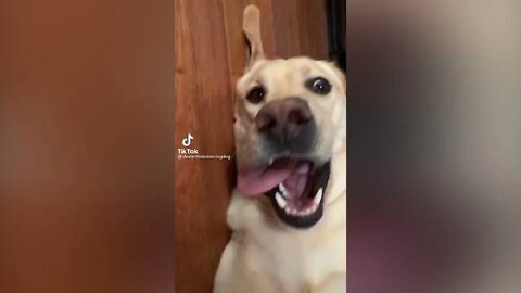 It better be Fluffy TikTok trend (DOGGO)