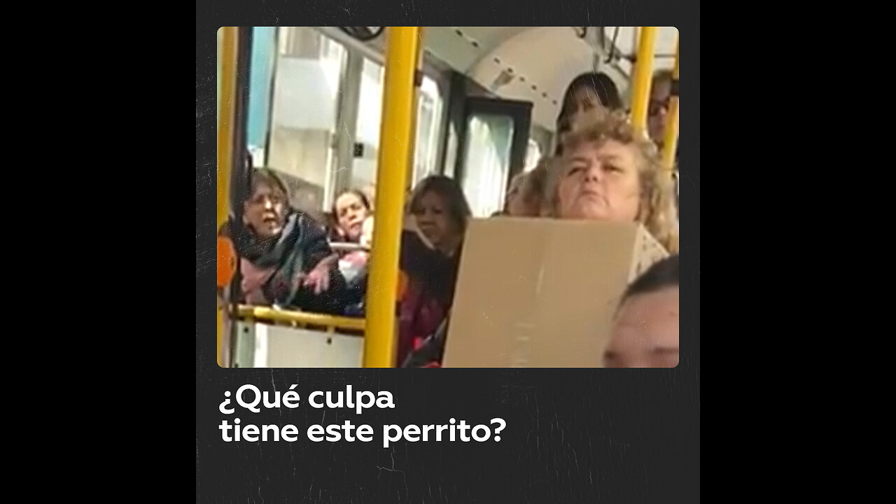 Pasajeros discuten en un autobús porque una mujer lleva a un perrito