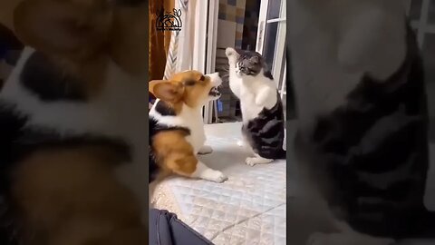 Funny dog and Cat fighting #nature #dog #Cat #funny #fighting #animals