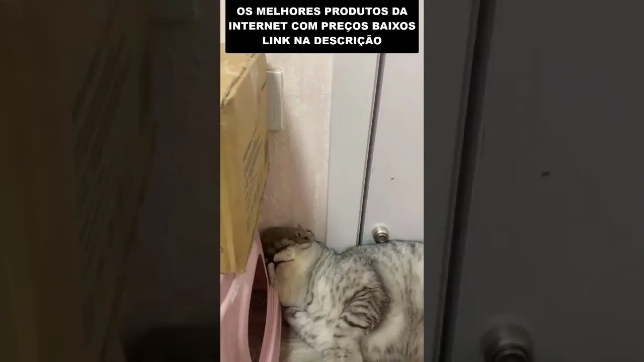 gato criado com avô 🤣🤣