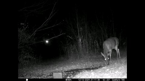 Deer Cam 12-13-2024