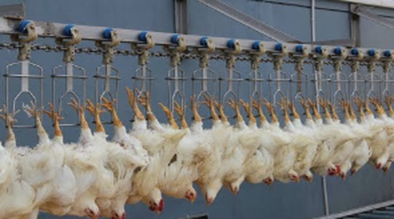 Chicken Hatchery Technology - Raising Broiler Farm - Modern Poultry Slaughter & Processing Plant