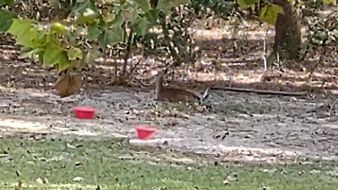 One lonely FL Deer still after hurricane Milton