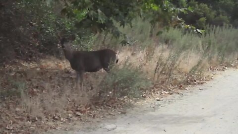 Wood Canyon Deer