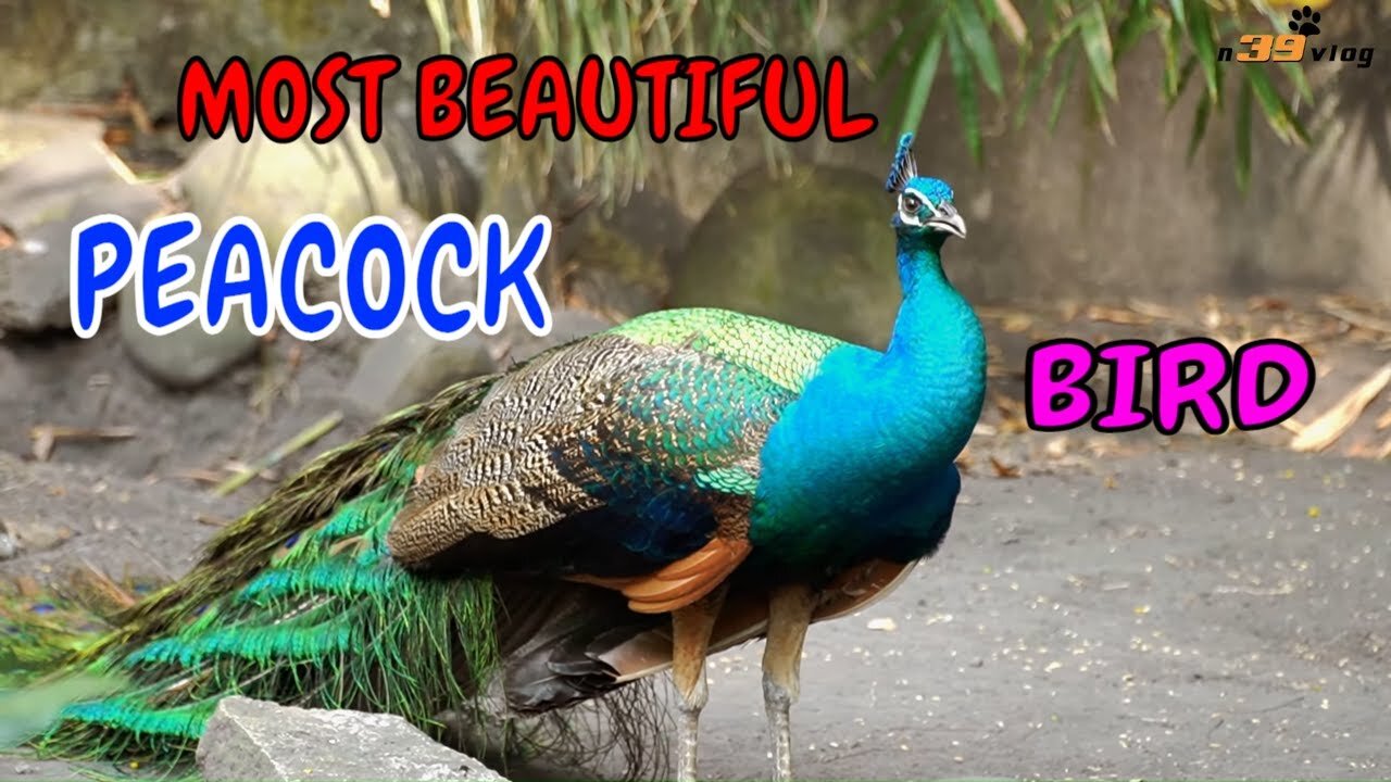 LIVE DICTIONARY - 4K Animal Footages ~ PEACOCK | CON CÔNG | PAON | PFAU | PAVO REAL | n39 vlog